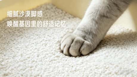 2026 猫砂工厂优选：青岛景蓝希，除臭猫砂，强吸水猫砂，全场景适配，品质之选